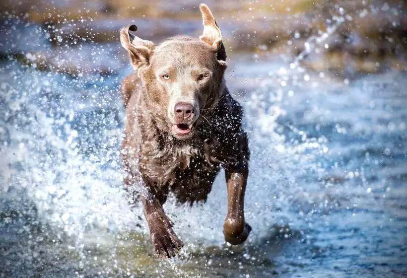 Schwarzwald Apartments Im Haus Tanneck   Feldberg   Titisee