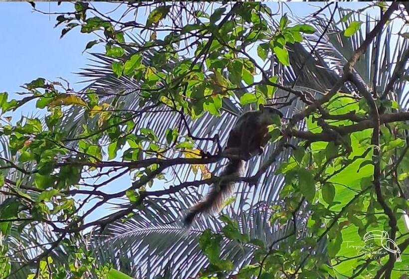 هتل Tropical Garden