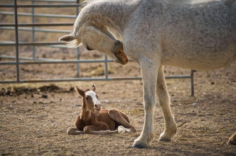 מוטל Amargosa Opera House &