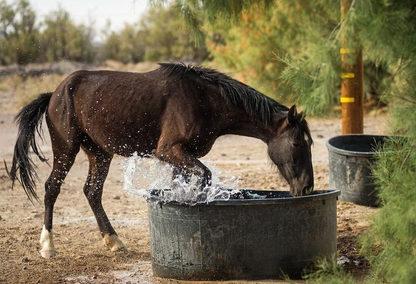מוטל Amargosa Opera House &