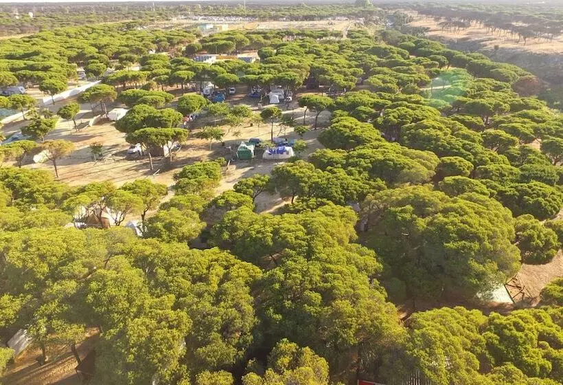 ホテル Camping Doñana   Playa