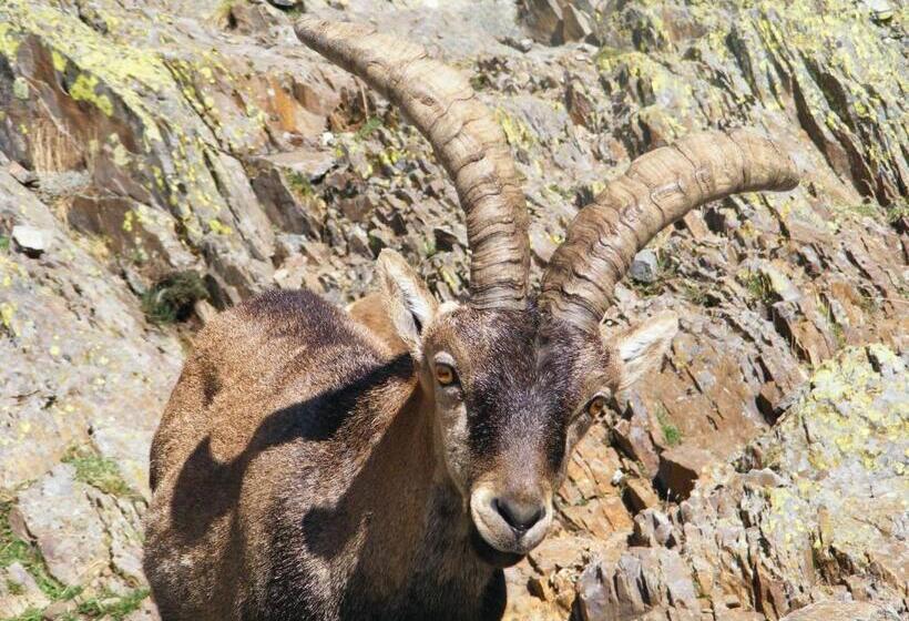 هاستل Hostal Avenida