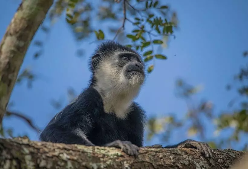 هتل Miika Eco Resort