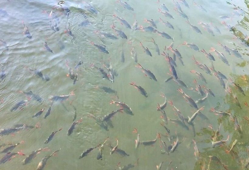 בית מלון כפרי The Green House Kanchanaburi