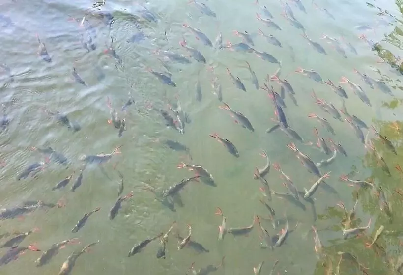 Hotelli The Green House Kanchanaburi