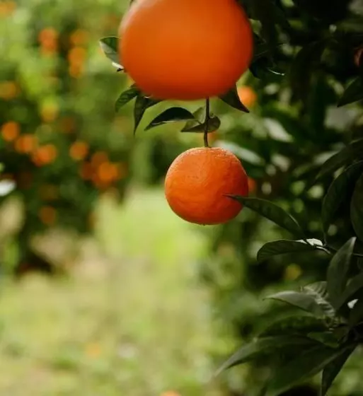 Hotelli Hanei Keyif Pension