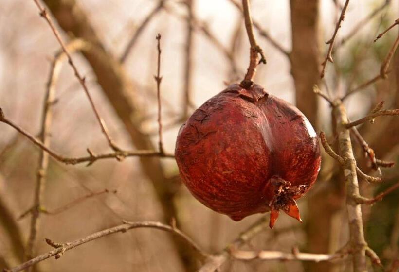 هتل Hanei Keyif Pension