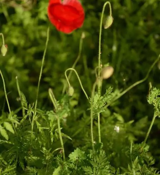 Hotelli Hanei Keyif Pension