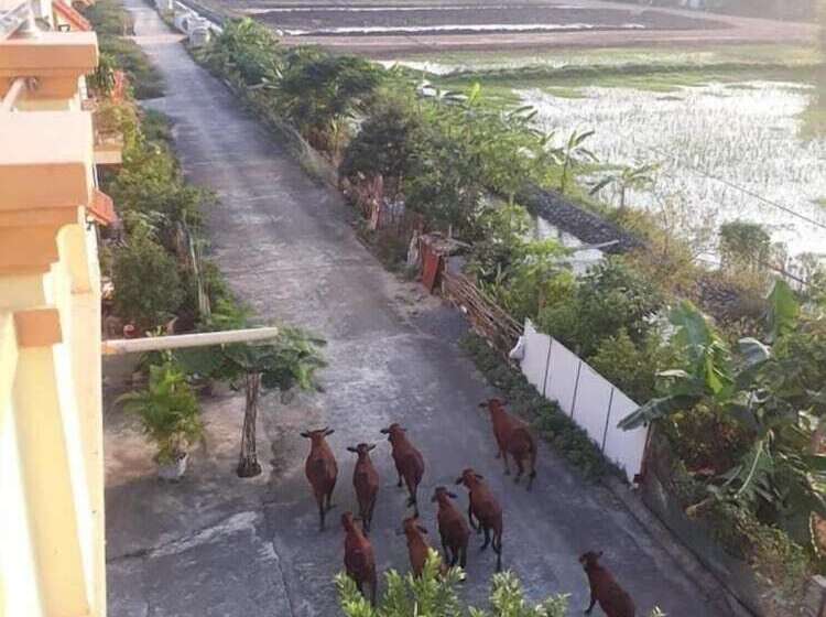 پانسیون Tam Coc Craft Homestay