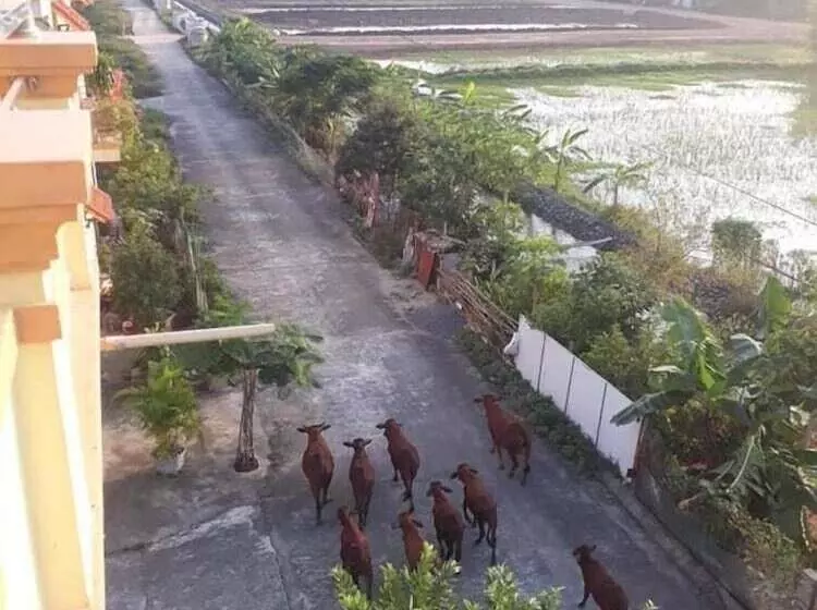 پانسیون Tam Coc Craft Homestay
