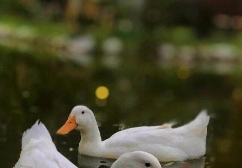 בית מלון כפרי Otantik Tas Ev