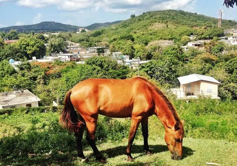 هتل W Retreat & Spa - Vieques Island