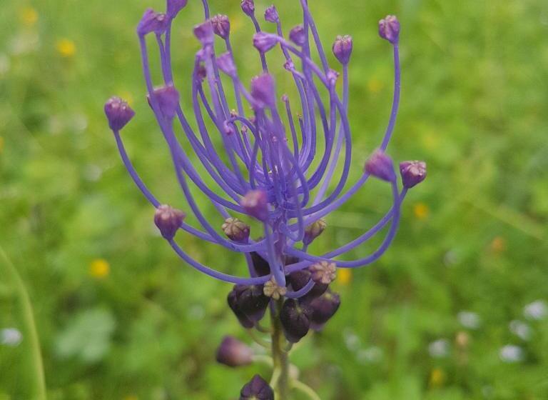 פנסיון Villa Manoe