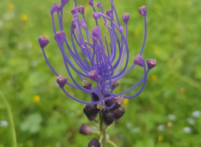 Majatalo Villa Manoe