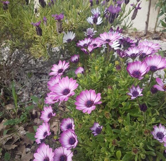 פנסיון Villa Manoe