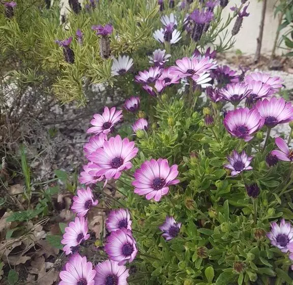 Majatalo Villa Manoe