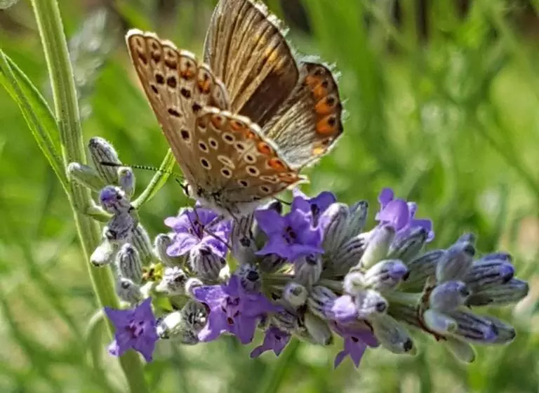 Majatalo Villa Manoe
