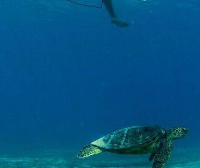 Hawaii S Hidden Hideaway Bed & Breakfast