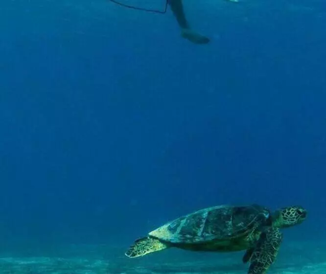 Hawaii S Hidden Hideaway Bed & Breakfast