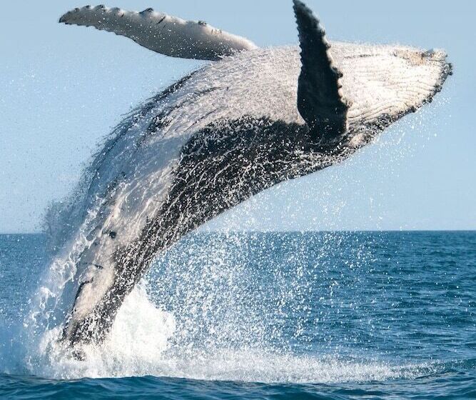 Hawaii S Hidden Hideaway Bed & Breakfast