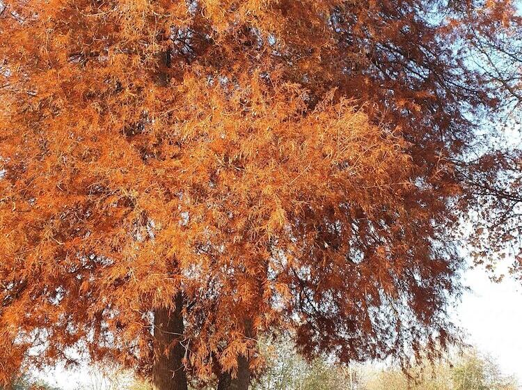 فندق Camping Le Rochat