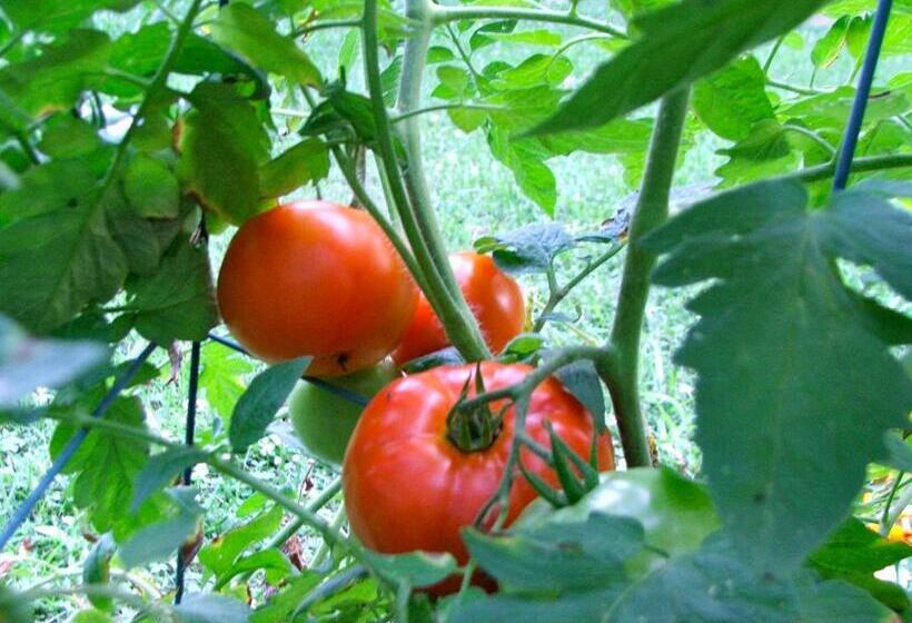 Oakland Cottage Bed And Breakfast