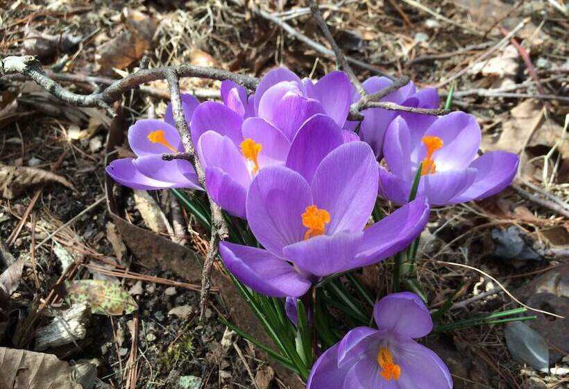 Oakland Cottage Bed And Breakfast