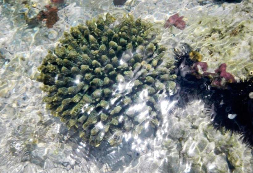 بنسيون Villa Noah