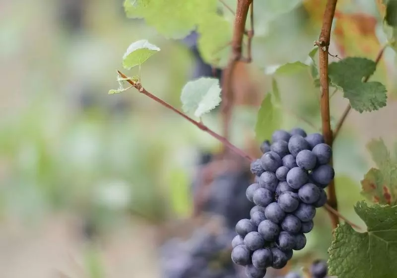 Aamiaismajoitus (B&B) Youngberg Hill