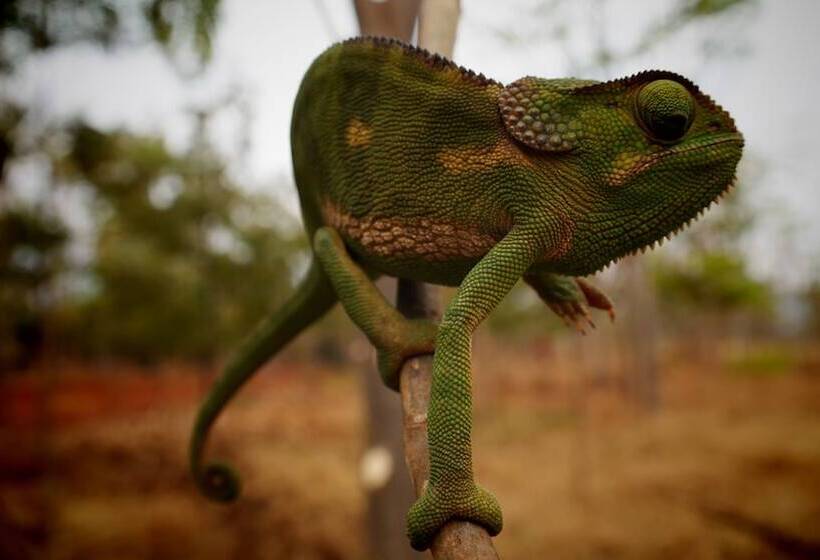 Отель Enyati Lodge