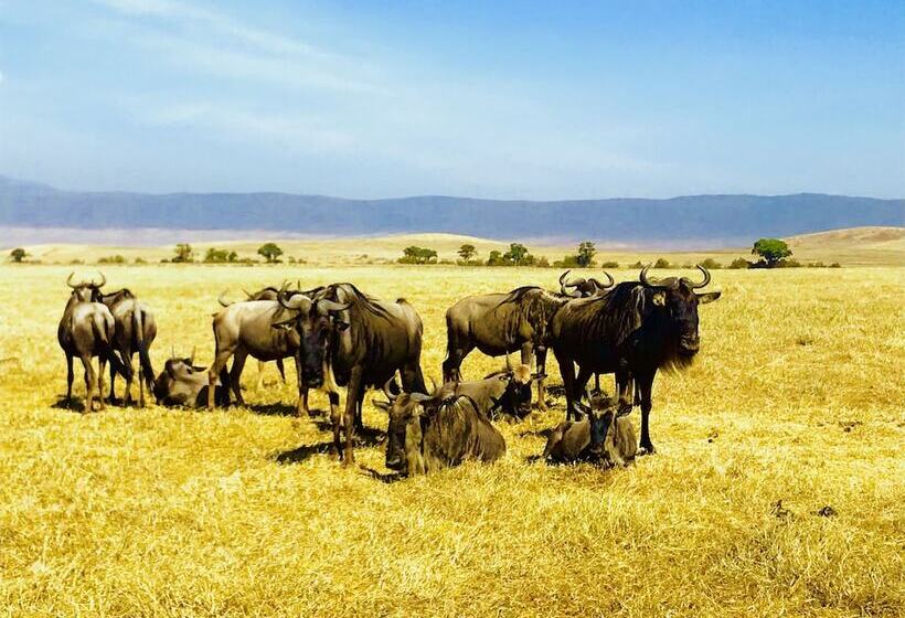 Отель Enyati Lodge