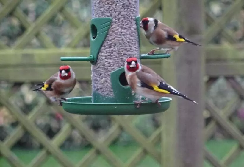 تختخواب و صبحانه Quiet Woman House