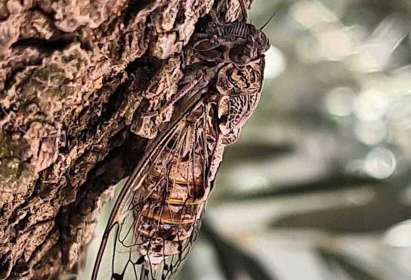 مسافرخانه Assos Livza Butik & Apart Otel