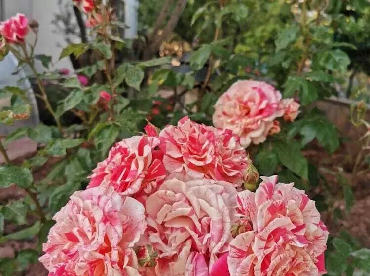 Hostelli Assos Livza Butik & Apart Otel