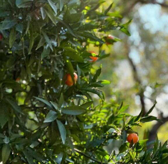 Отель L'onda Oda Bodrum