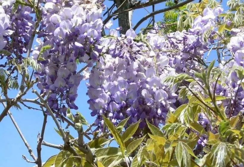 ベッドアンドブレックファースト Chambres & Table D Hotes De Massigoux