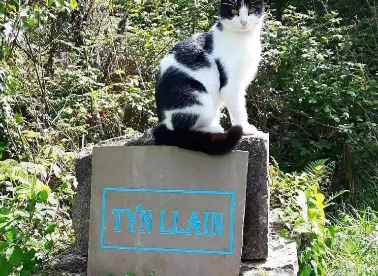 Tyn Llain B&b