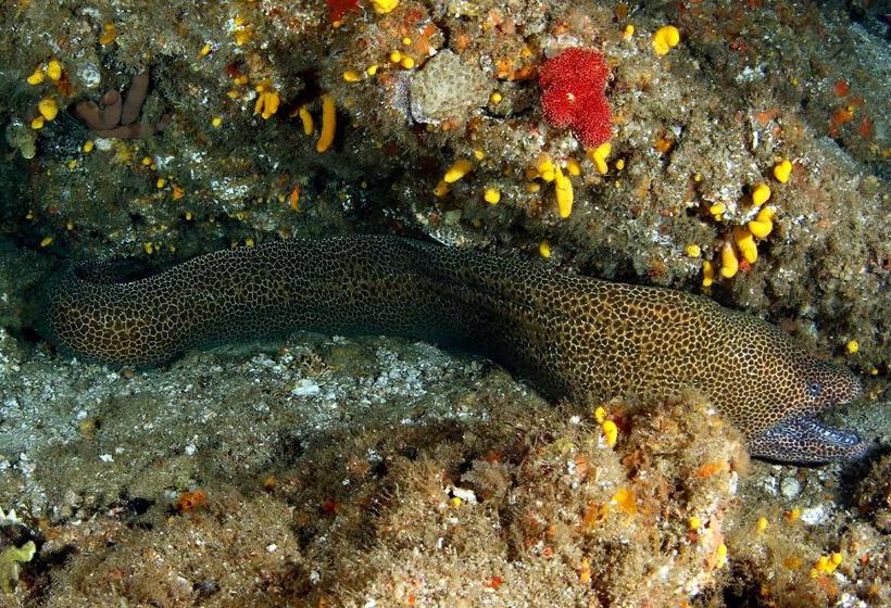 فندق Blue Marlin All Inclusive Seascape By Dream Resorts