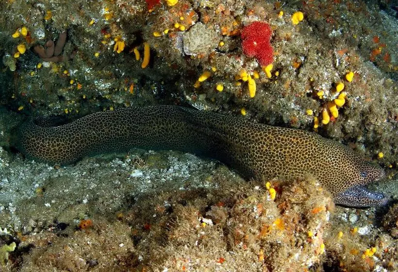 Отель Blue Marlin All Inclusive Seascape By Dream Resorts