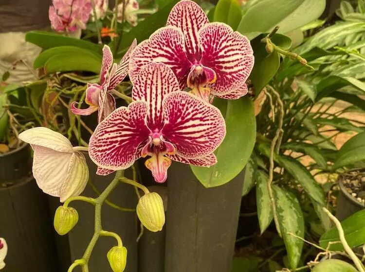 Hotelli Big4 Mackay Blacks Beach Holiday Park