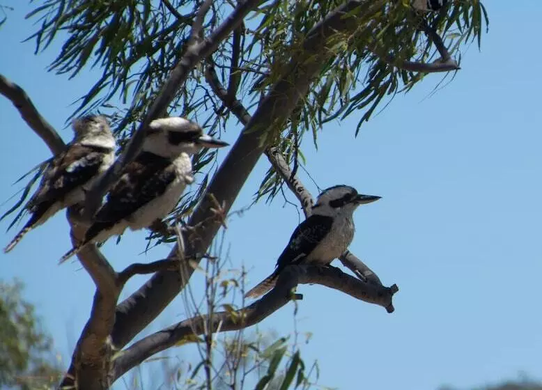 Hotelli Big4 Mackay Blacks Beach Holiday Park