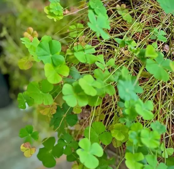 ペンション Casa Luz   Fernando De Noronha