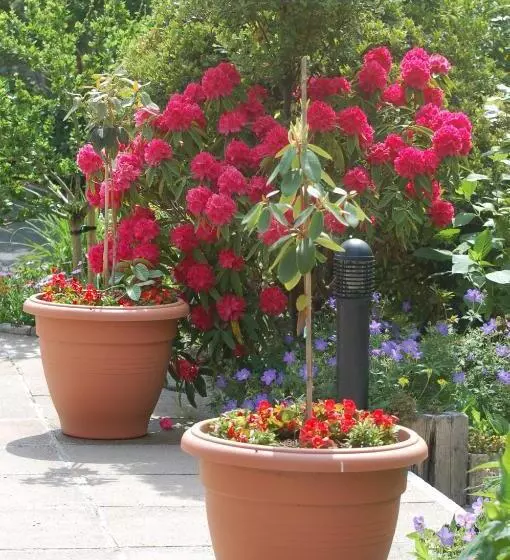 The Grove Lodge Guesthouse