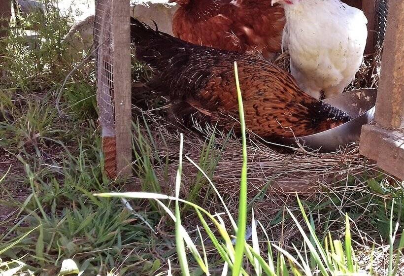 Kokua Surfarm Hostel