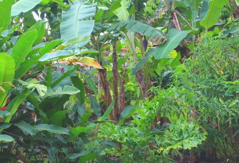 Hotelli Ceiba Tree Lodge