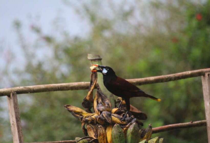 هتل Ceiba Tree Lodge