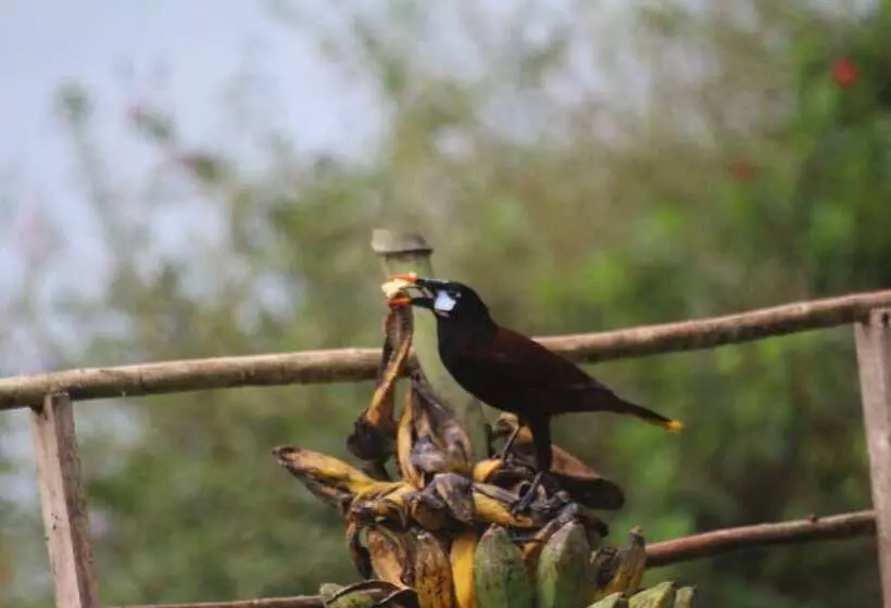 Hotelli Ceiba Tree Lodge