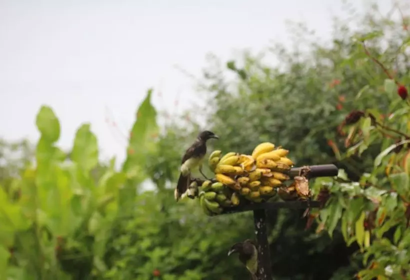 Hotelli Ceiba Tree Lodge