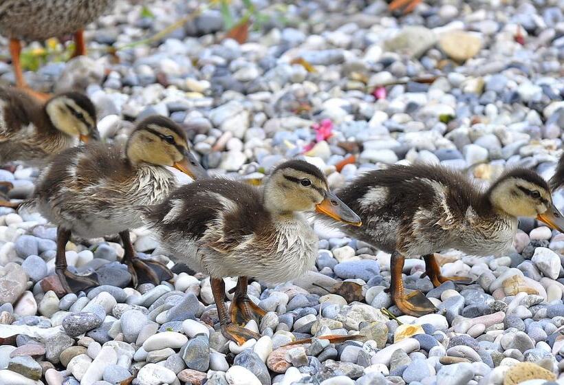 Хостел Albergo Meuble  Olivi