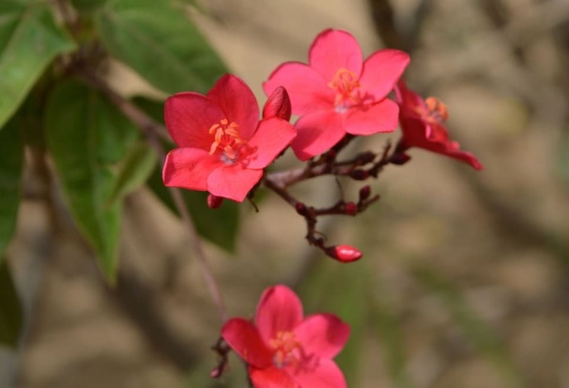 هتل Gite L Anarcadier